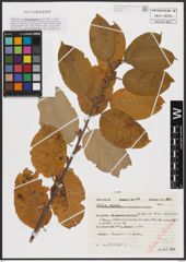 Foto von Salix caprea L.